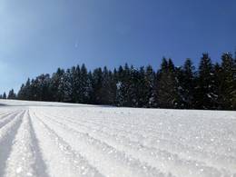 Notschrei