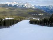 Downhill Red Crow