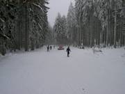 Forest run at Wurmberg