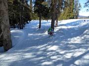 Isas forest slope