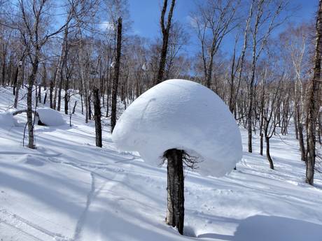 Snow reliability Japan – Snow reliability Rusutsu