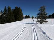 Madilsrunde cross-country trail (Alp Tannenboden)