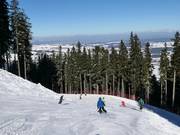 Wald Run