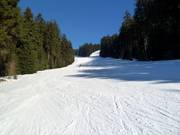 Forest trail descent at Pröller