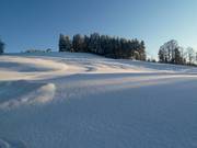 Powder snow next to the slope