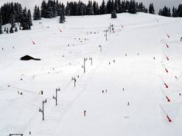 Forêt