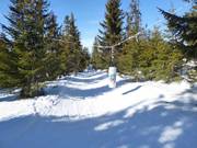 Isas forest slope