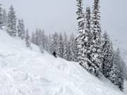 Fresh snow in Alta