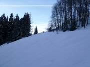 Forest run
