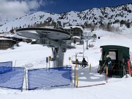 Snowpine