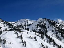 Snowbird