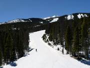 Typical glade runs in Breckenridge
