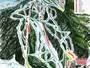 Trail map Red River