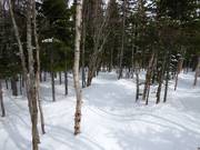 Cleared forest run