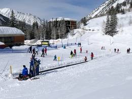 Snowbird