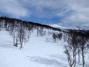 Open ski terrain in the lower part of the ski area