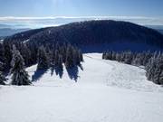 Dreiwiesen run