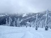 Ungroomed forest runs with deep powder (Gladed Runs)