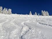 Fresh powder snow at Brauneck