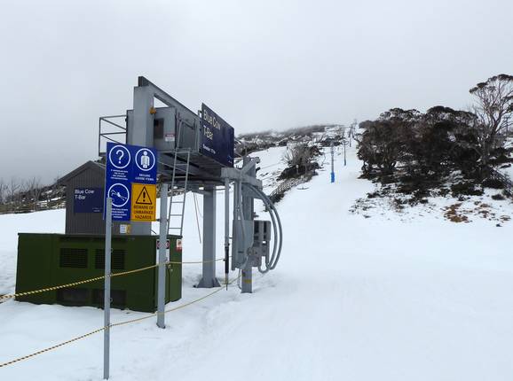 Blue Cow T-Bar