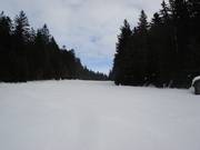 One and a half kilometers, the slope winds its way through a forest clearing.