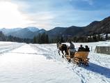 Horse-drawn carriage rides