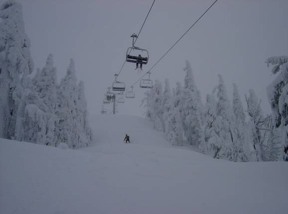 Pine Marten Express
