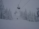 Pine Marten Express