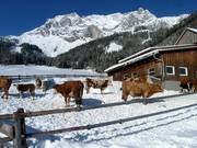 Children love the cows at the edge of the slope