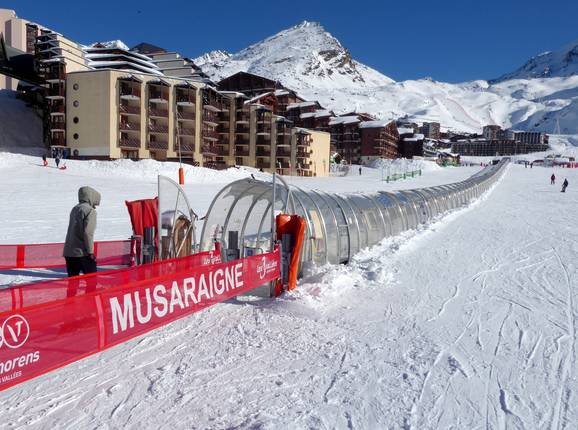 Musaraigne