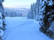 Cross-country trails in Sun Peaks