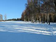 Easy slope and button lift in the forest