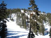 Forest runs