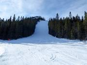 Challenging mogul slope Vargtjutet (ski route)