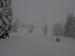 Timberline