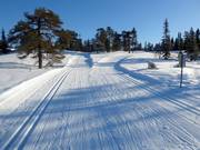 Trail in Högfjället (Sälen)