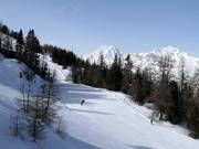 Forest run