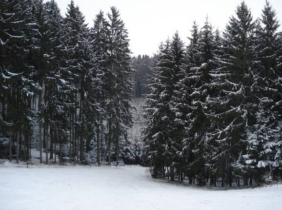 Forest run before the tow path
