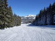 Scheiblberg Run