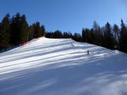 Forest slope Langental