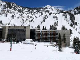 Snowbird