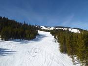 Bobcat downhill run
