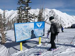Snowbird