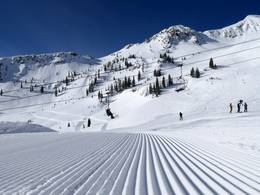 Snowbird
