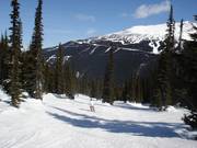 Forest runs at Symphony Express