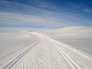 Cross-country trail at Skeikampen at 1123m