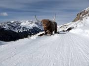 The bull at Col Rodella delights the children