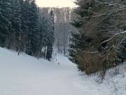 Forest run