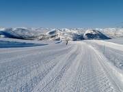 Fjellrypa downhill run