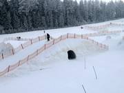 Skicross